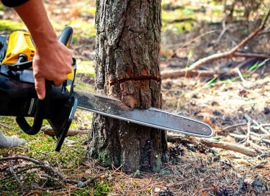 Abattage sécurisé d'un arbre dangereux à partout en France