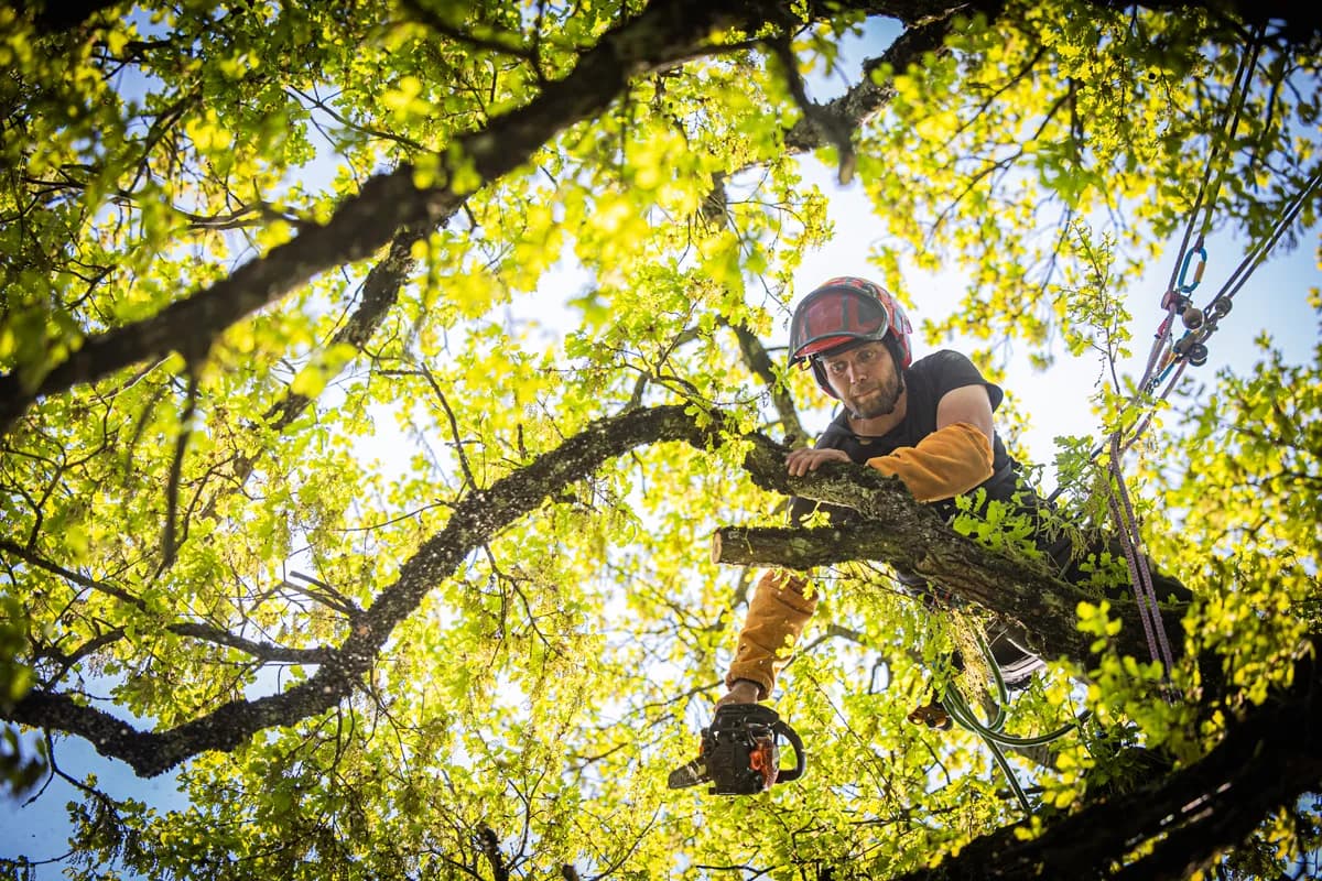 Élagueur professionnel AF Élagage Var intervenant sur arbres à partout en France - Élagage et abattage certifié