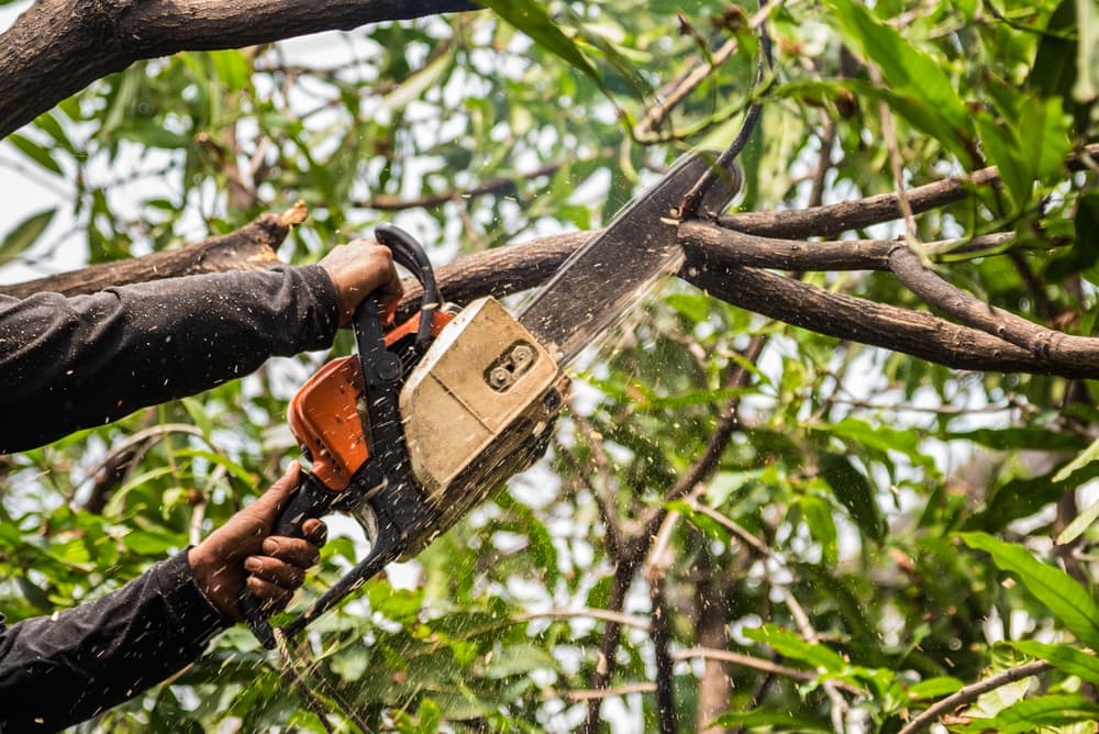 Service professionnel d'élagage à partout en France - Taille, abattage et entretien d'arbres